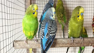 12 Hour Bird Watching of Parakeet Budgies Birds, Observe Nature Birds, Reduce Stress