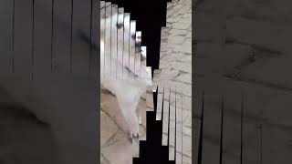 Juli Ki Morning Time Biscuit Cute Puppy Viral Shorts