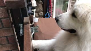 ロックを開けるアラン greatpyrenees グレートピレニーズ