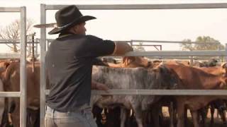 3.4 Counting cattle Net Worth
