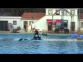 The dolphinarium at Lisbon Zoo (Jardim Zoologico de Lisboa)