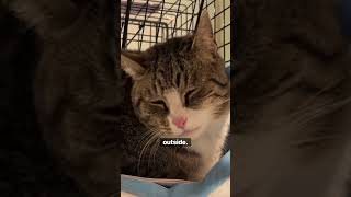 Helping a shy cat we found outside (preview)