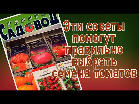 Как выбрать семена томатов для Подмосковья в 2024 году: советы и рекомендации