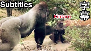 Momotaro pushes Kintaro out of the way without mercy. 🅷🅾🆃【KyotoZoo, Gorilla