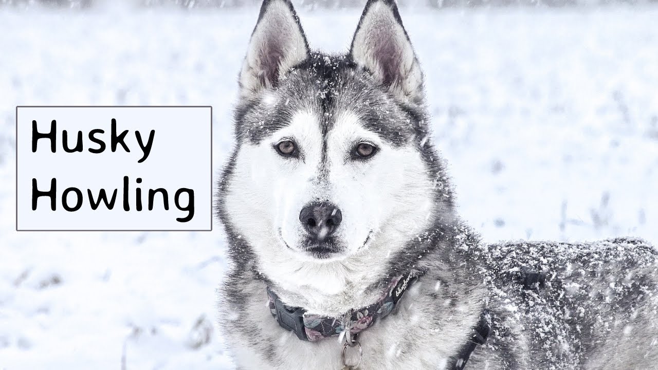 Siberian Husky Howling Sounds to Make Your Dog Howl YouTube