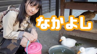 アヒルにおしりをつつかれる