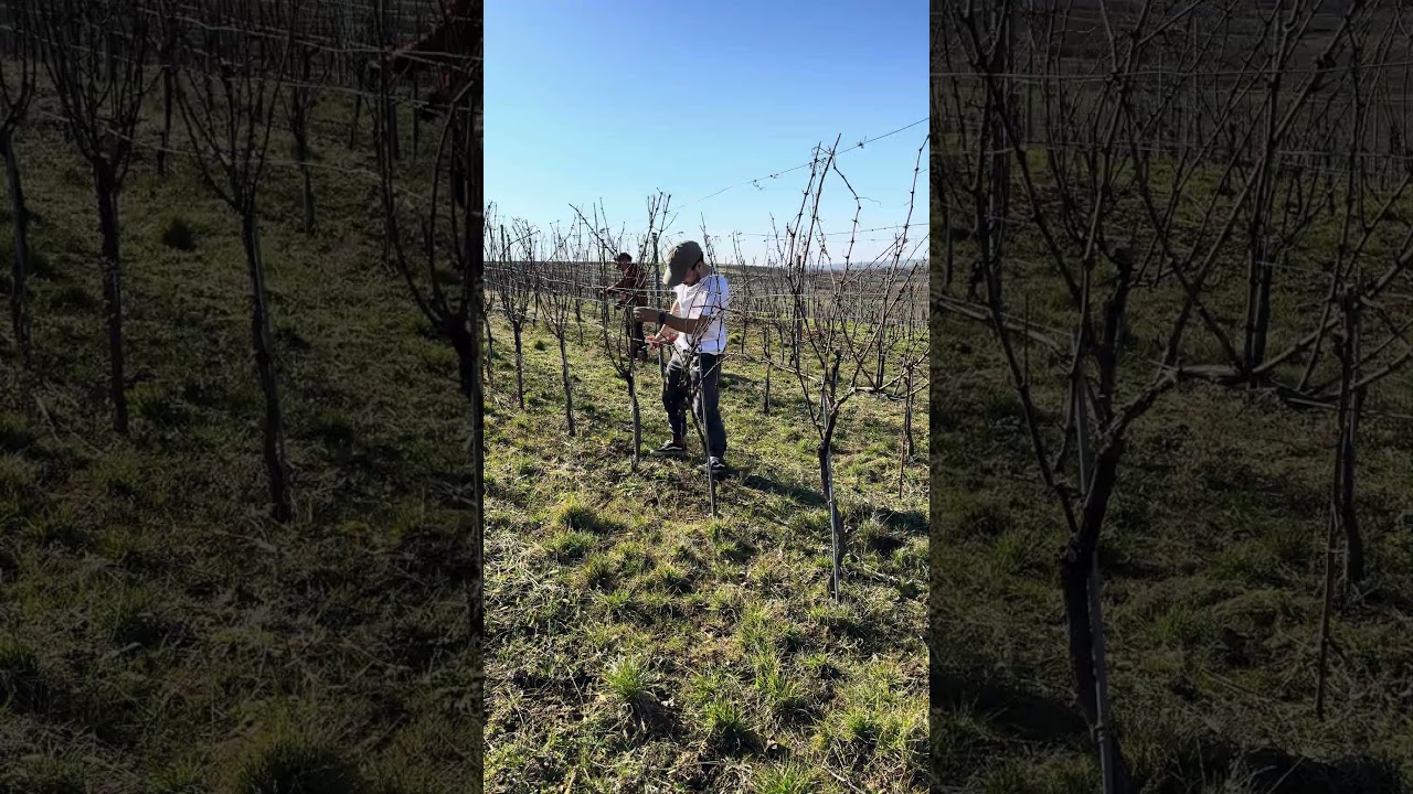 Vineyard pruning on a beautiful sunny afternoon ☀️✂️🍇