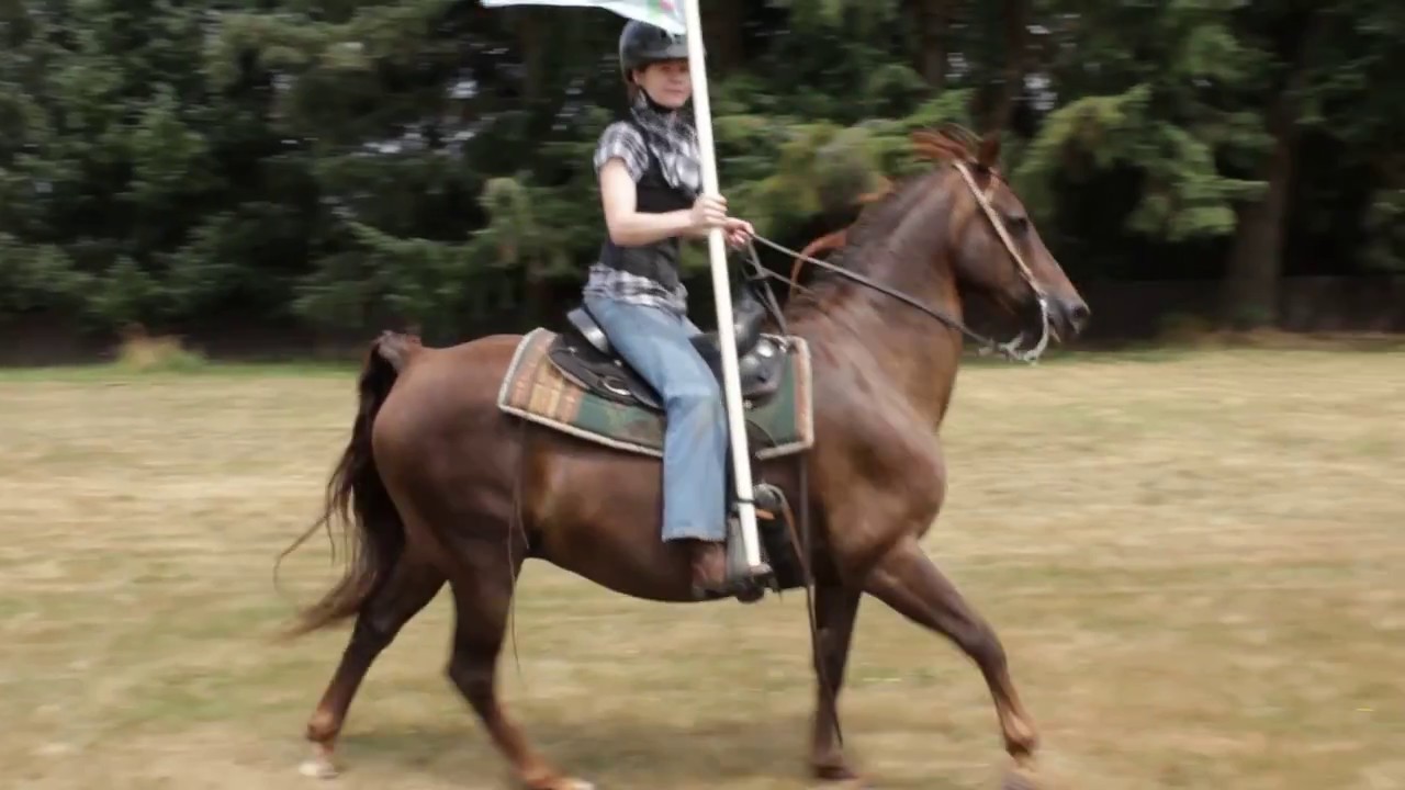 Horse Gelding For Sale (SOLD) YouTube