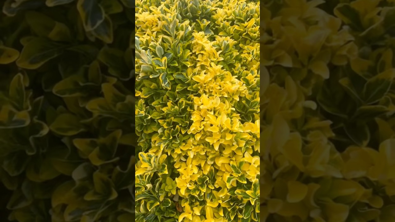 Watch Dionisaf – Peel #ambientmusic #soundscape #leaves #ambient #nature #naturaltextures #texture #beauty on YouTube Watch Dionisaf – Peel #ambientmusic #soundscape #leaves #ambient #nature #naturaltextures #texture #beauty on YouTube