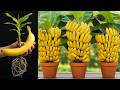 🔴LIVE🔴 Techniques for Planting Banana Using Banana Fruit Get amazing results #lives #livestream