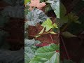 Okra plant at my home