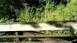 Near Mudcatcher to Station Road Bridge Ohio and Erie Canal Towpath 6-7-26