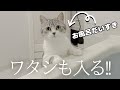 【実録】お風呂大好き猫と飼い主の奮闘！毎晩マジで困ってます……
