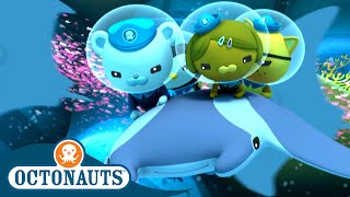 Octonauts  Manta Rays & The Swashbuckling Swordfish | Cartoons for Kids | Underwater Sea Education