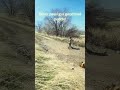 Around here, we never pass on an opportunity to let our kid be feral. #feral #kids #kidsvideo #ranch