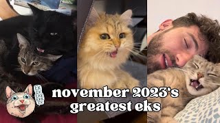 Ekekekkekkek Compilation - Best Cat Chirping Chattering Of November 2023