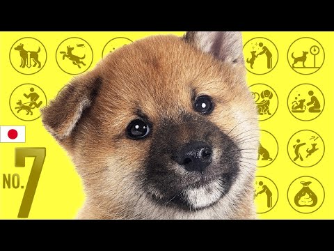 Video: Penyakit ini menjejaskan 80% daripada Pomeranian. Adakah Pup Mesti Menanggung Hati?