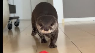 カワウソさくら 一月ほど経った足のその後 Otter Sakura, the