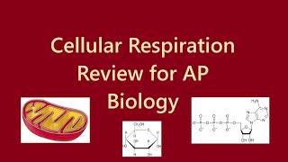 AP Bio Unit 3 - Cellular Respiration - Review & Questions