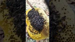 Apis florea big honey🤤🐝🍯