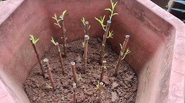 Giâm cành đào tết sau khi ăn tết xong năm 2024