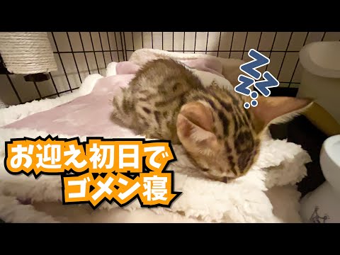 【初投稿】やんちゃで甘えん坊なベンガル猫が家族になりました【準備からお迎えまで】