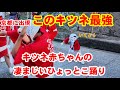 このキツネ最強！京都に現れた可愛い赤ちゃんキツネの凄まじいひょっとこ踊りに大人も釘付け/満足稲荷神社/愛宕街道/太秦映画村/太秦ひょっとこ踊りの会 