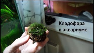 Кладофора в Острове! Как избавиться #СтопХим