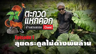 ตะกวดแหกคอก EP.1 ตะลุยตระกูลไม้ด่างพันล้าน