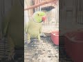 mithu talking #parrot #talkingparot #talkingparrot #birds #cute #greenparrot #funnyanimal