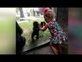 Baby Gorilla and 2-Year-Old Girl Play Patty Cake Through Glass Wall At Zoo