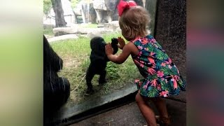 Baby Gorilla and 2-Year-Old Girl Play Patty Cake Through Glass Wall At Zoo Baby Gorilla and 2-Year-Old Girl Play Patty Cake Through Glass Wall At Zoo