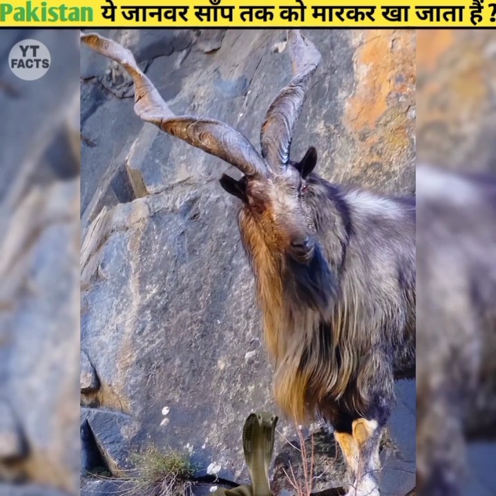 This Goat Eat Snake 😱 - YouTube