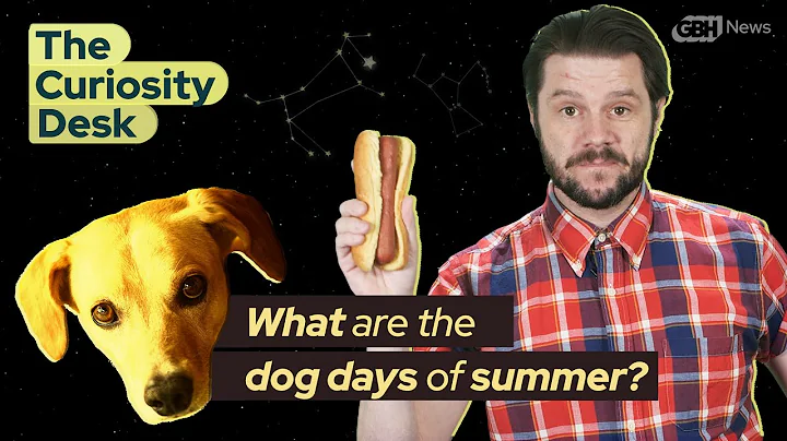 What (And When) Are The Dog Days Of Summer? | The Curiosity Desk - DayDayNews