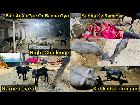 Night Challenge In New Cow 🐄House🏡 Barish Aa Gae