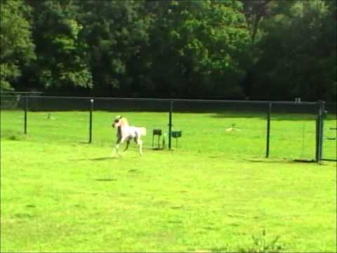 Video: Amerikaans Miniatuurpaard Paardenras Hypoallergeen, Gezondheid En Levensduur