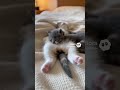 夢の中へ　星に願いを