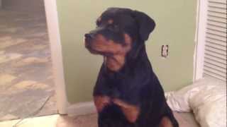 9 month old Rottweiler sings Ave Maria