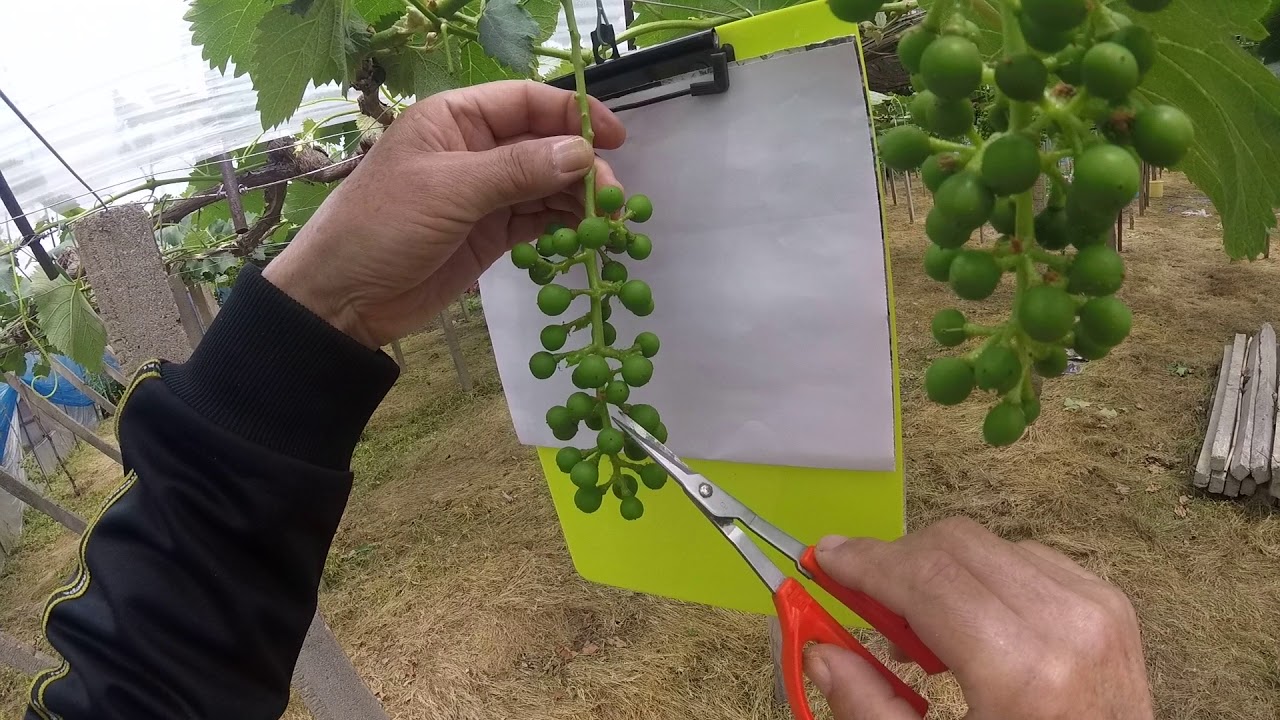宮田式ブドウこれっきり摘粒法