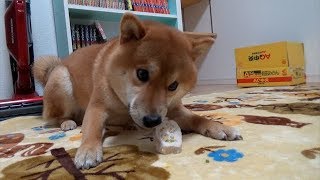 【柴犬】あ、今日クリスマスイヴか。