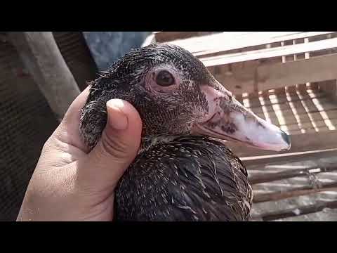 التهاب وتورم وجه البط والجيوب الانفيه وغلق العين والتدميع وطريقه العلاج