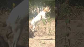 Best Moment Komodo Hunt Goat