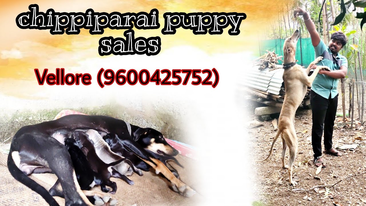 dog for sales/ chippiparai puppy available Vellore 9600425752 