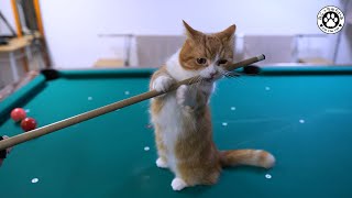 【愛猫とビリヤードで遊んだよ】おねだり上手な短足猫に負けました。キューは齧らないでください。【短足マンチカン｜てと君】 by ねこっちゅらいふ 1,765 views 3 years ago 6 minutes, 40 seconds