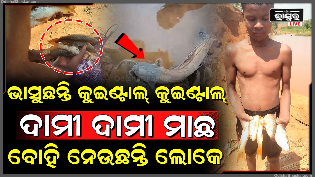 ନଦୀରେ ଭାସୁଛନ୍ତି କୁଇଣ୍ଟାଲ କୁଇଣ୍ଟାଲ ମ-ଲା ମାଛ, ଜୀବନକୁ ନାହିଁ ଭୟ, ବ୍ୟାଗ ବ୍ୟାଗ କରି ବୋହି ନେଇଯାଉଛନ୍ତି ଲୋକେ..