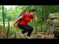 😱Bamboo Shoots😳Harvesting Methods In The Forest🤤A farmer's Dish Made From Bamboo Shoots