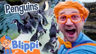 Blippi Learns About Penguins at the Zoo | Educational Videos For Kids