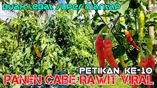 Panen cabe rawit viral (petikan ke 10)