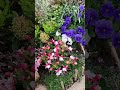 ミックス花壇の中のフクシア#garden #gardening #spring #ガーデン #flowers