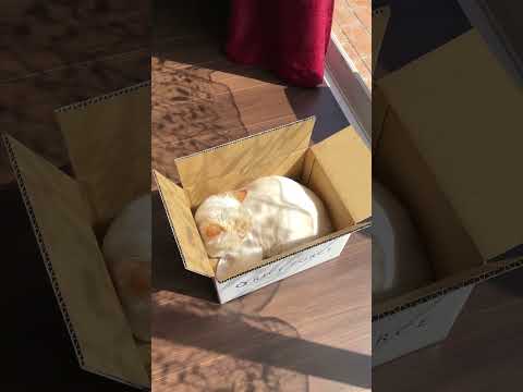 ♥チーノの日常【😽ここに居た…】」ホワイトヒマラヤン14歳　#shorts　#cat　#pets　猫好き　癒し